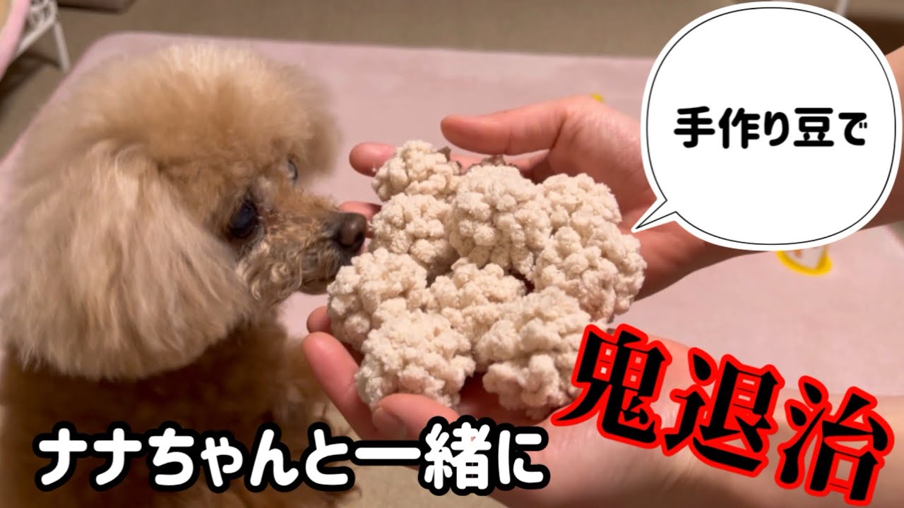 節分🔥豆が気になって仕方なかったナナちゃん🤣手作り豆🫘でナナちゃんと一緒に鬼👹退治💨