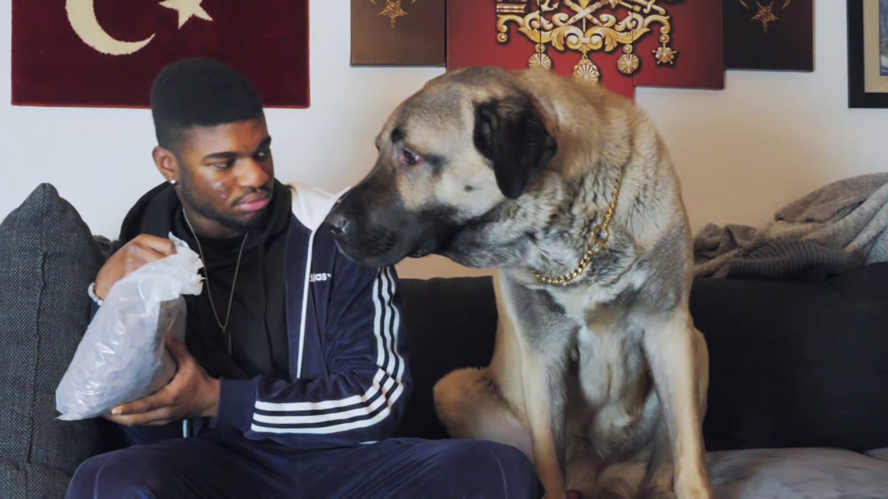 Der Hundesitter 🐶😱mit CEM TV| FRANKY AllSTAR