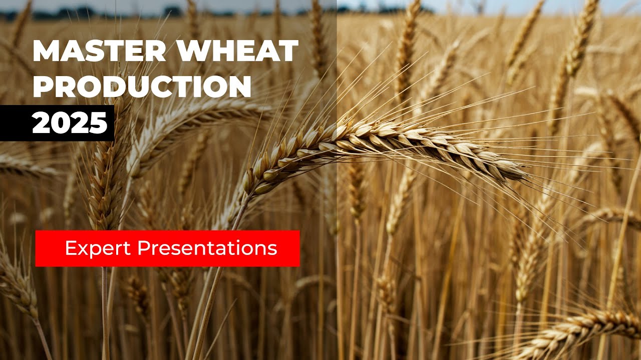 Boost Your Wheat Yields! Free Training on Seed Selection, Solar Irrigation & Crop Protection
