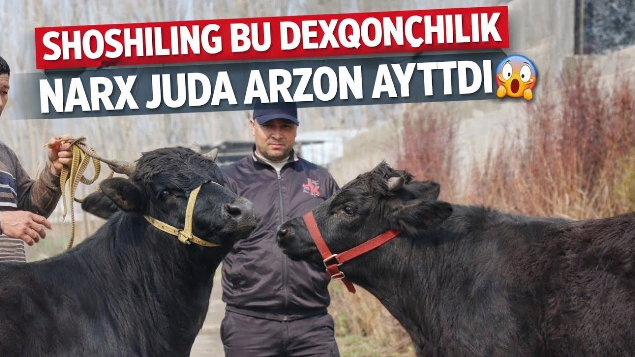 DEXQONDAN 2 BOSH SOG'LOM BUQALAR ISHONCHLI NARX ARZON AYTDI ULGURIB QOLING BUNAQASI KAM 8-MART 2026