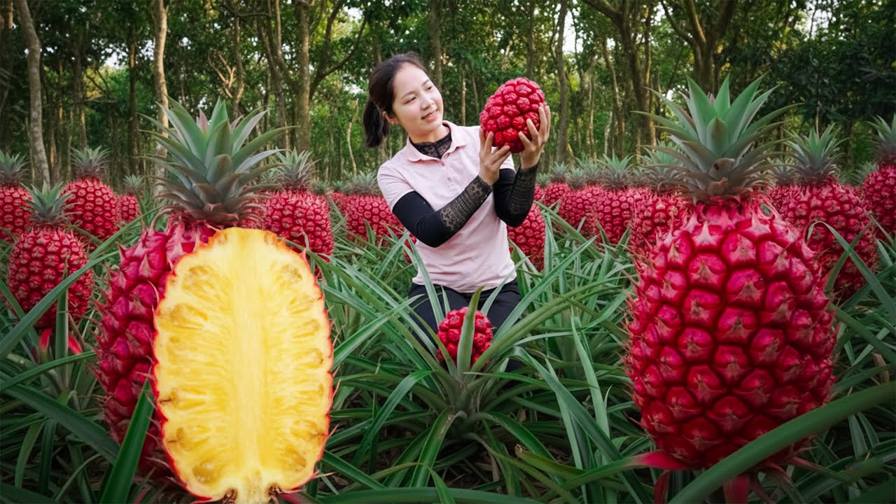 TIME LAPSE-Harvesting 1000+Kg Giant Wild Red Pineapple Goes To Market Sell | Han Harvesting