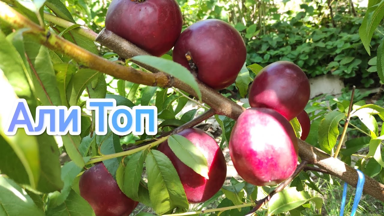 Нектарин Али Топ/Nectarine Alitop