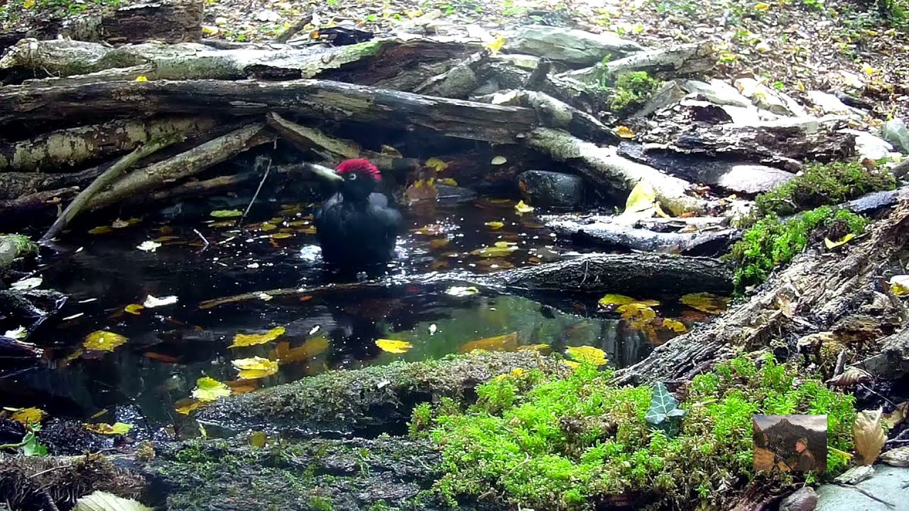 picchio nero   (Dryocopus martius)