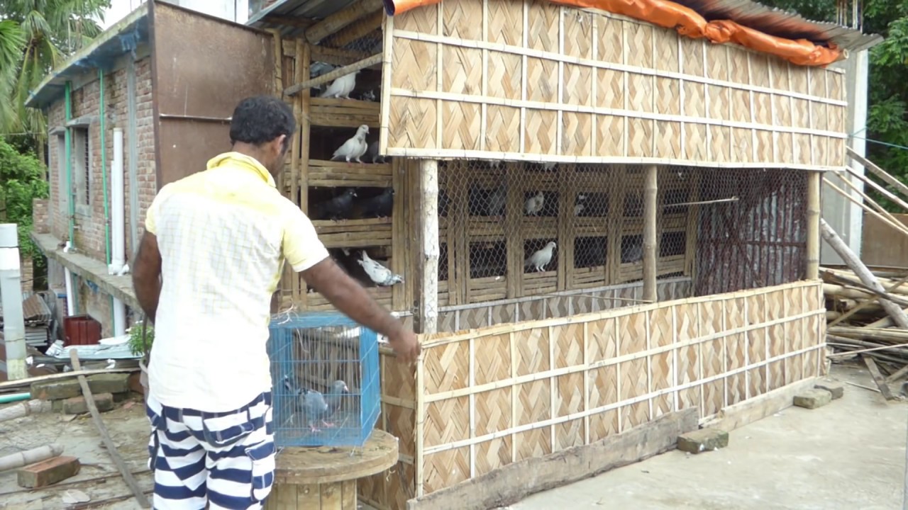 How to build a pigeon loft in your home