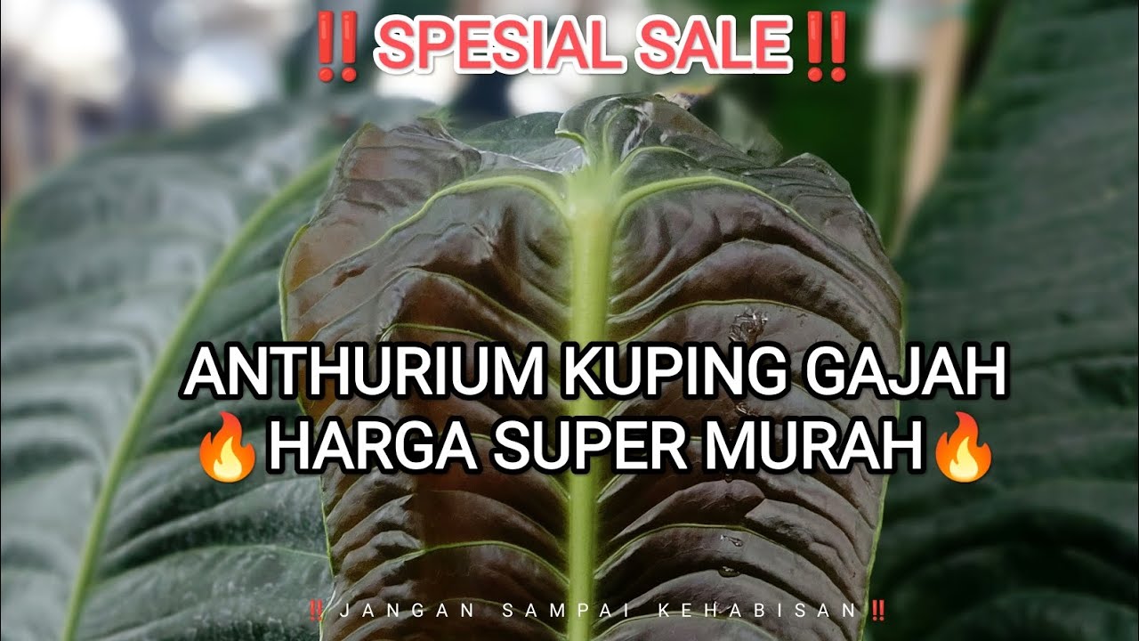 ‼️ SPESIAL SALE ‼️ ANTHURIUM KUPING GAJAH HARGA MURAH MERIAH🔥🔥🔥