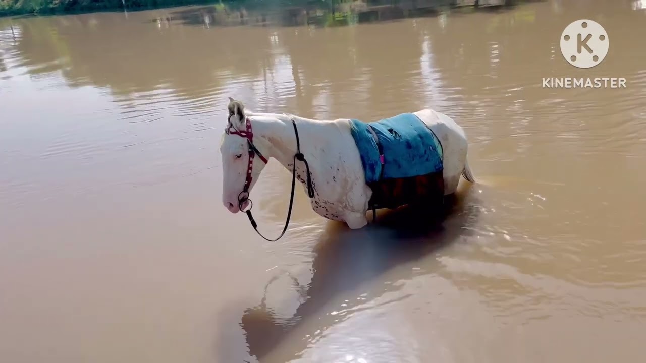 Aj ghori ko nehar py ly gay//nukri ghori/horse in the water//jutt 271 vlogs