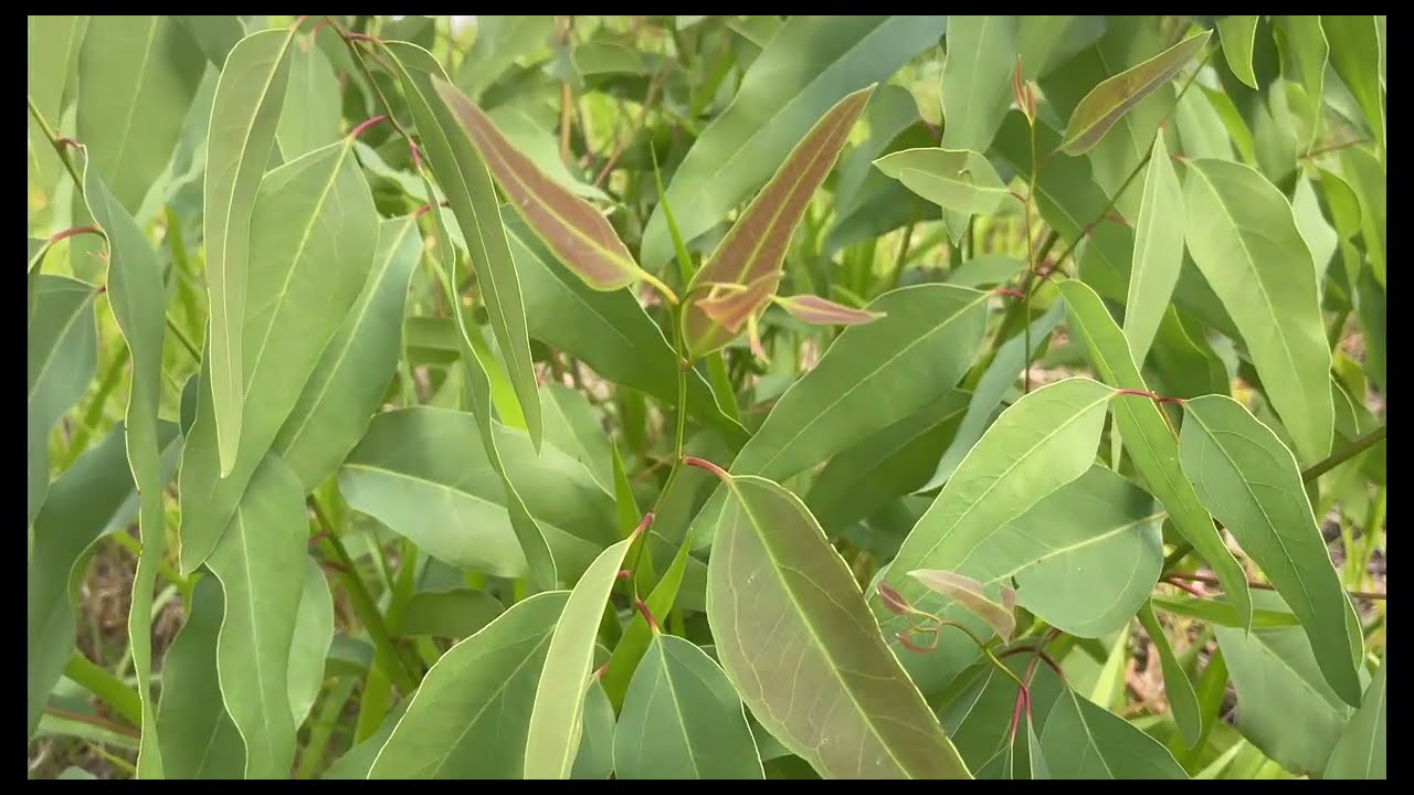 Ambient Nature Scenes