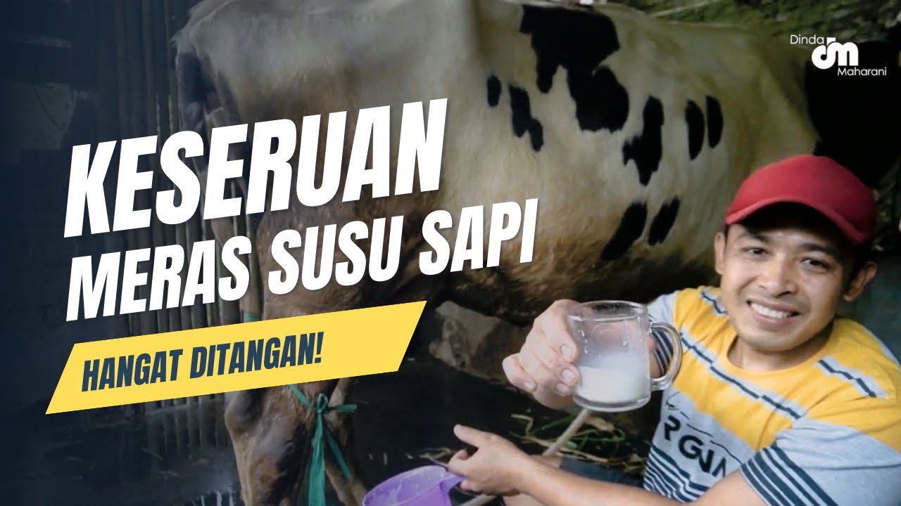 MERAS SUSU LANGSUNG DARI SAPINYA! WISATA EDUKASI KAMPUNG SAPI PERAH GALENGDOWO JOMBANG