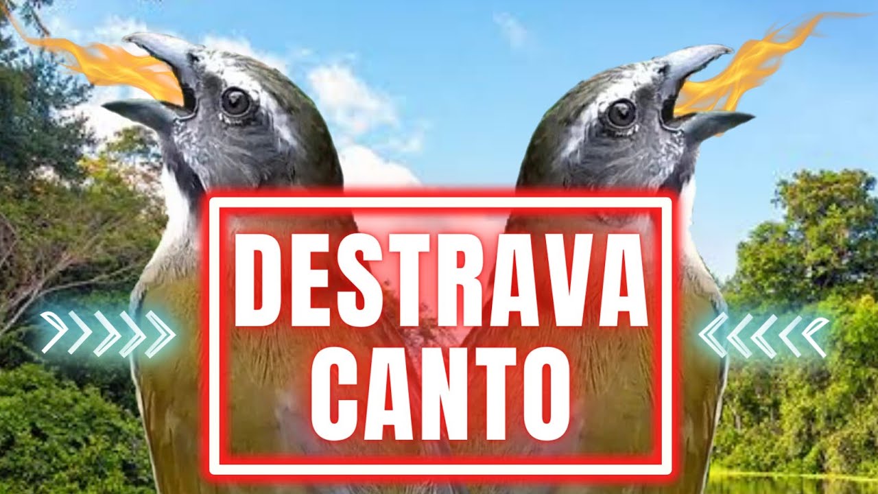 DESTRAVA CANTO 100% APROVADO / ESQUENTAR TRINCA FERRO ESTIMULA CANTAR SEU PIXARRO