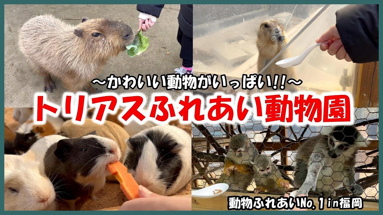 【トリアスふれあい動物園】動物ふれあいNo 1in福岡～かわいい動物がいっぱい!!～