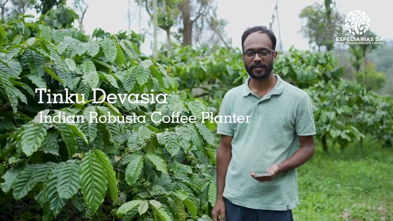 KERALA BEST ROBUSTA COFFEE PLANTATION #indian #coffee #plantation #story #agriculture