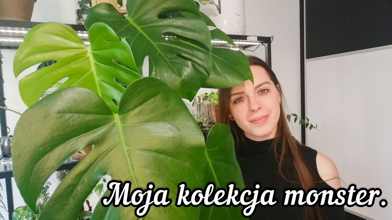 🌱 Moja kolekcja monster 🌿 | Dubia, Variegata, Thai Constellation i inne 🌱