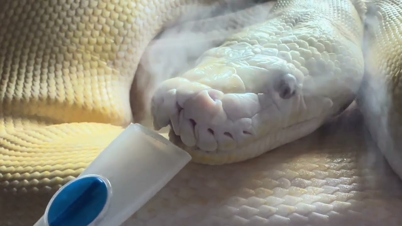 Nebulising my female Reticulated Python with Antibiotics.