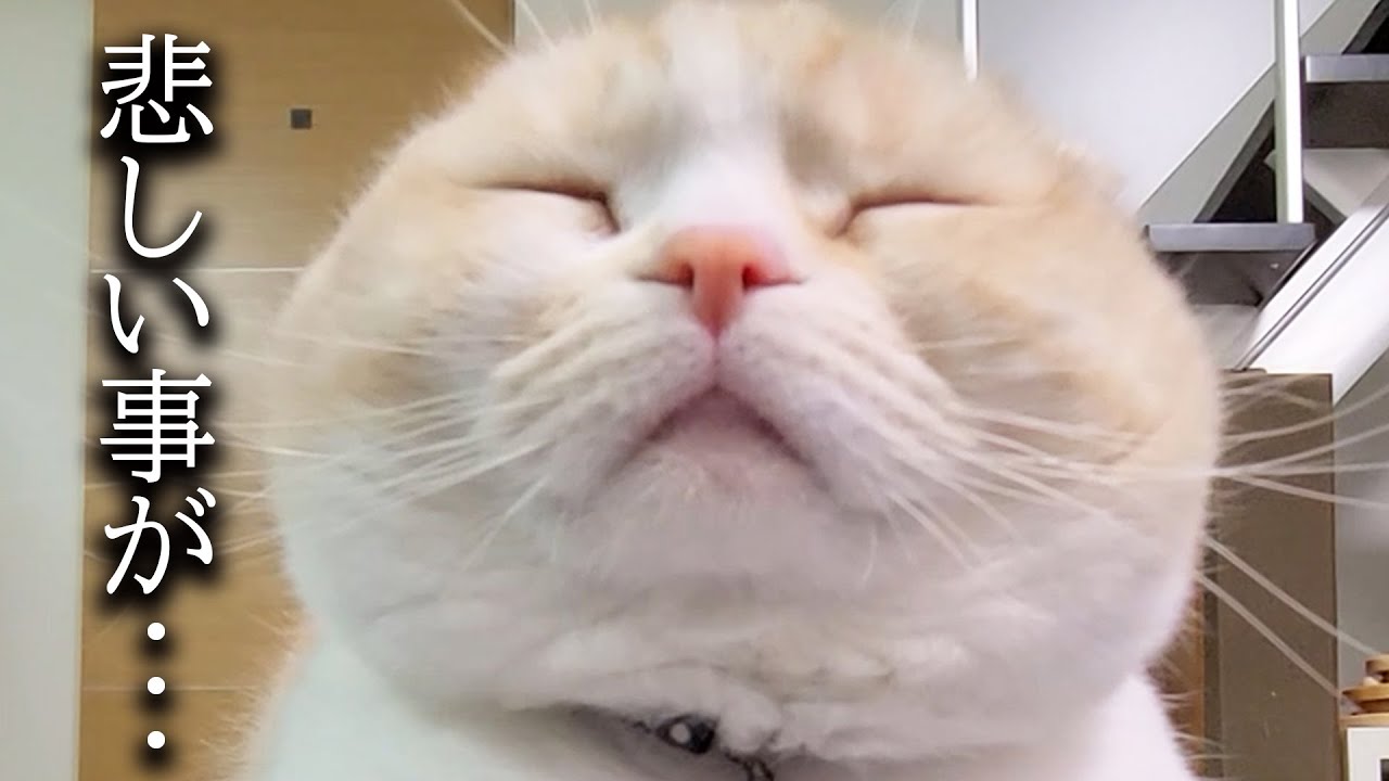 猫達と餅つきした結果こうなりました...