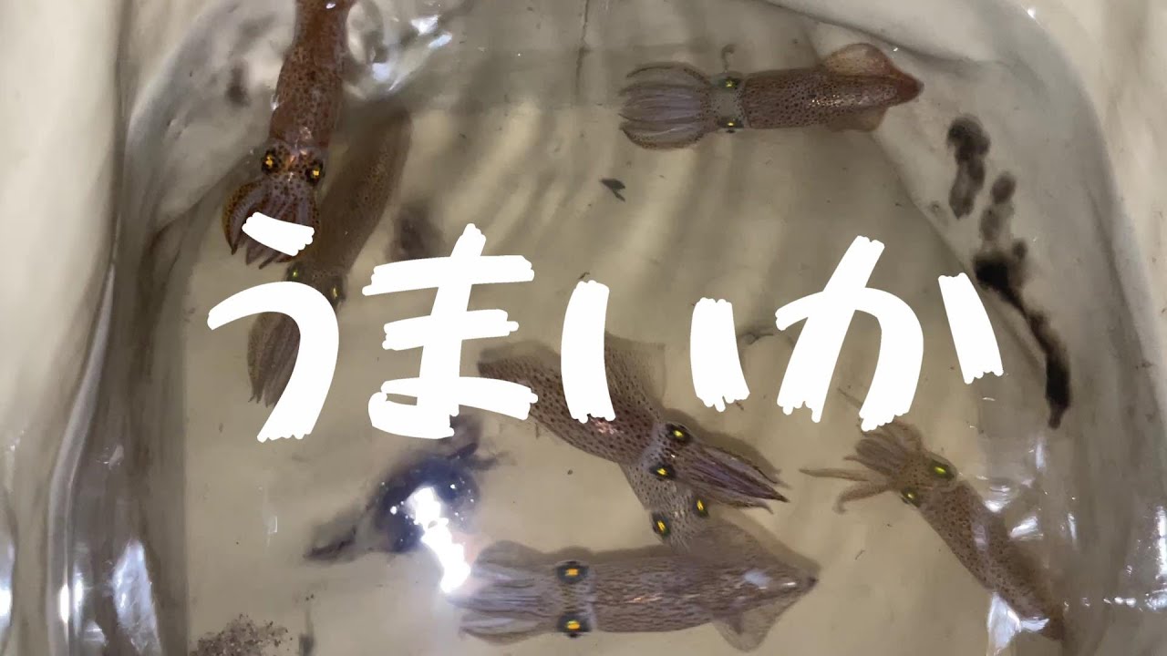 エサなし　簡単仕掛けで楽しむベイカ釣り！＠釣りに行こうか
