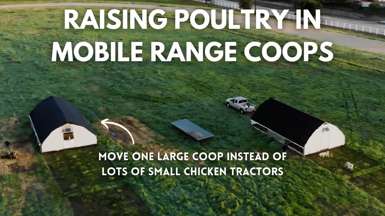 Raising Thousands of Chickens on Pasture in Mobile Range Coops
