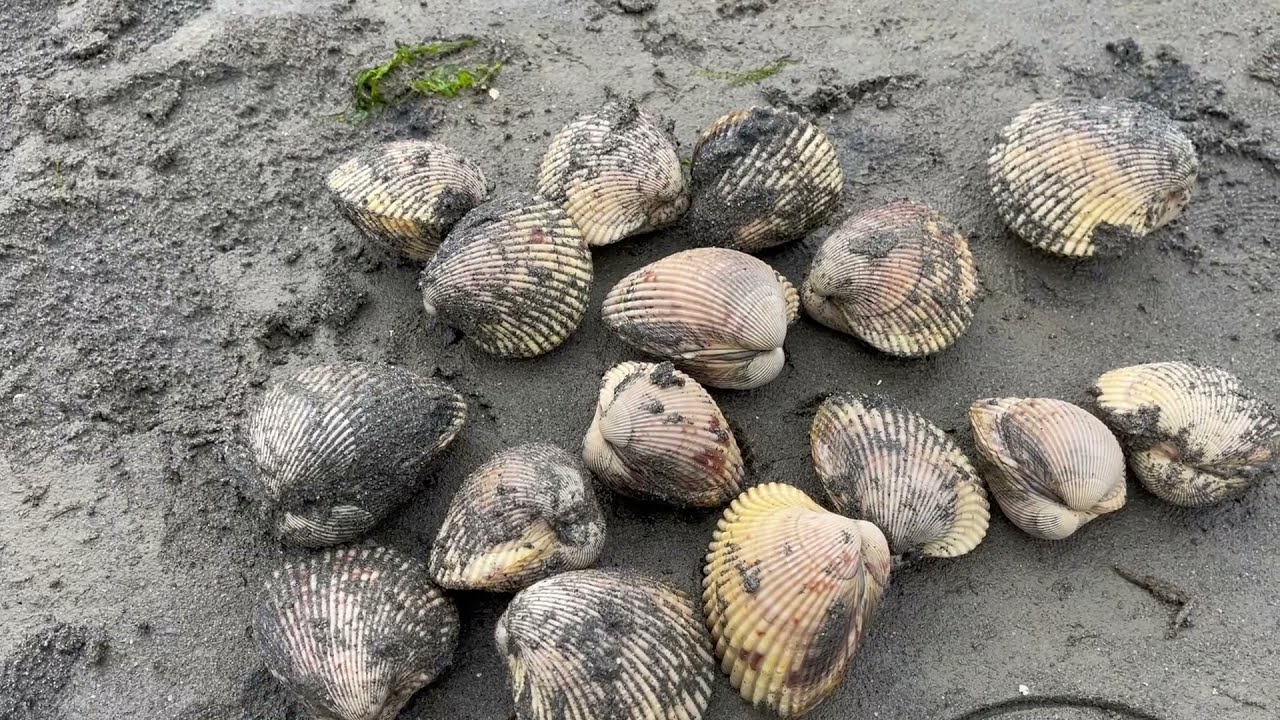 COCKLE CLAMMING THE EASY WAY