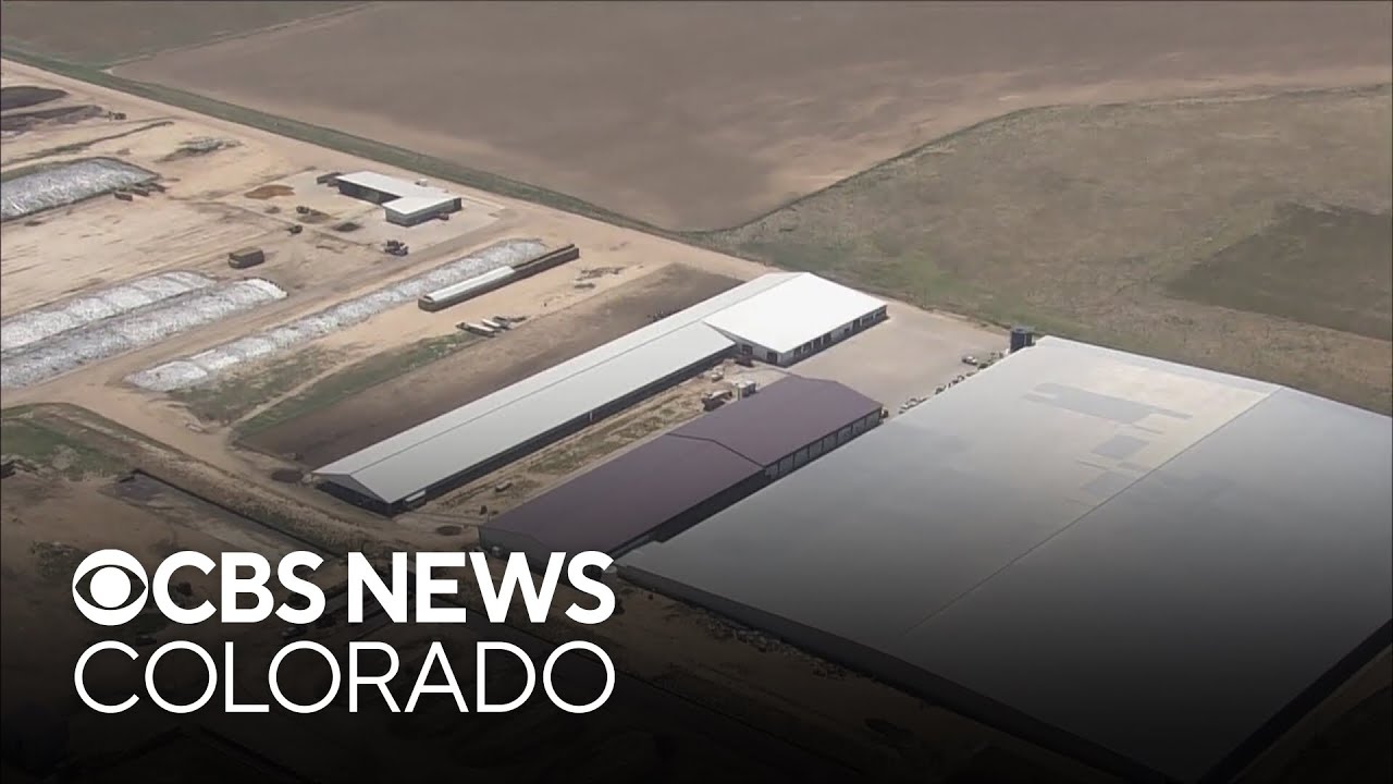 Experts highlight dangers to dairy workers after six men found dead at Colorado dairy farm