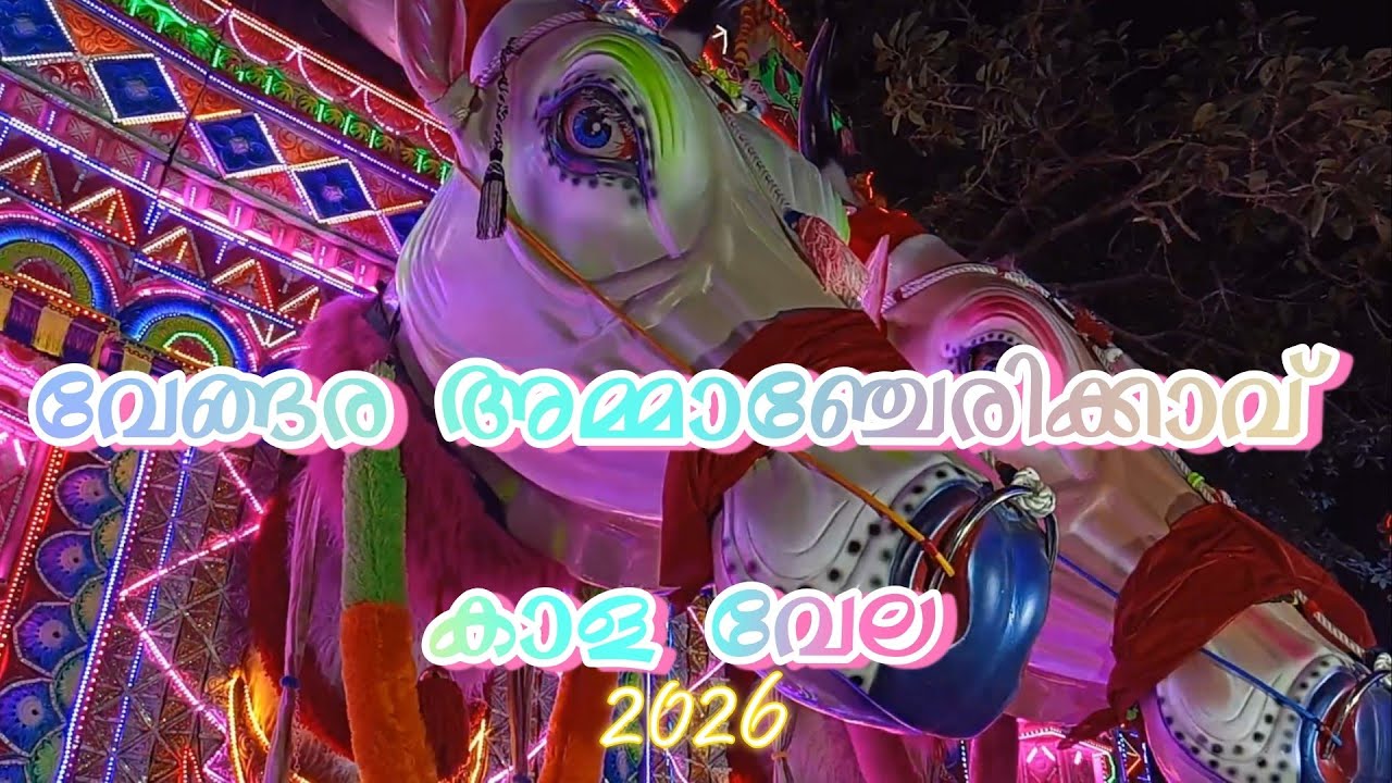 അമ്മാഞ്ചേരിക്കാവ് കാള വേല 2026. Ammancherikavi kala vela. 2026.