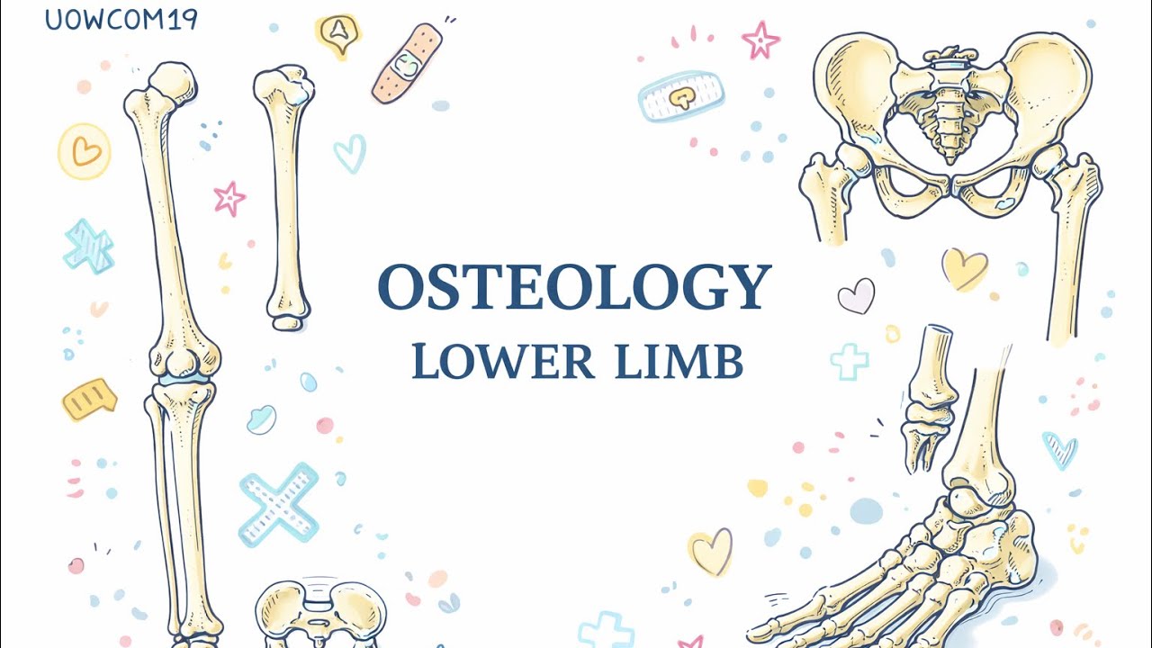 Pre-Lab: Lower Limb Osteology | Dr.Hikmat
