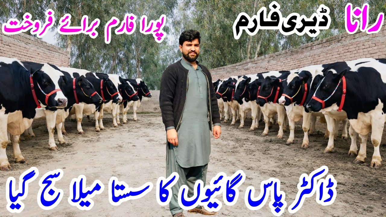 Complete Dairy Farm for Sale | Doctor Passed | Imported Friesian Cows