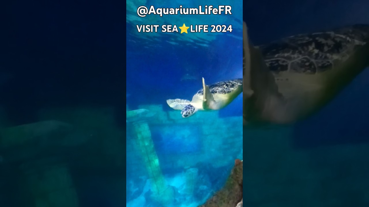 #1 #VISIT SEA⭐LIFE AQUARIUM 2024 #sea #life #porto #aquariumlifefr