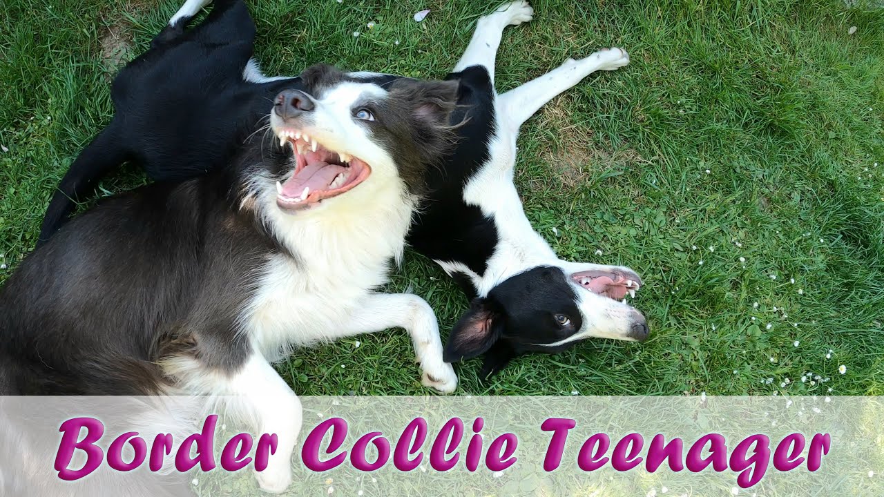 Nia & Elfie (10/11 Monat): Border Collies kurzhaar & langhaar Teenager lassen einzigartig die 🐷 raus