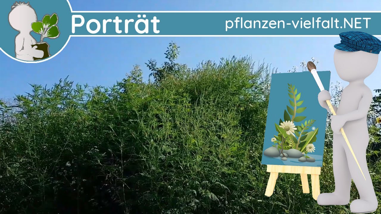 🖼️ Porträt 169 - Ragweed/Traubenkraut (Ambrosia artemisiifolia) - Wildpflanzen-Steckbrief (Giftig)