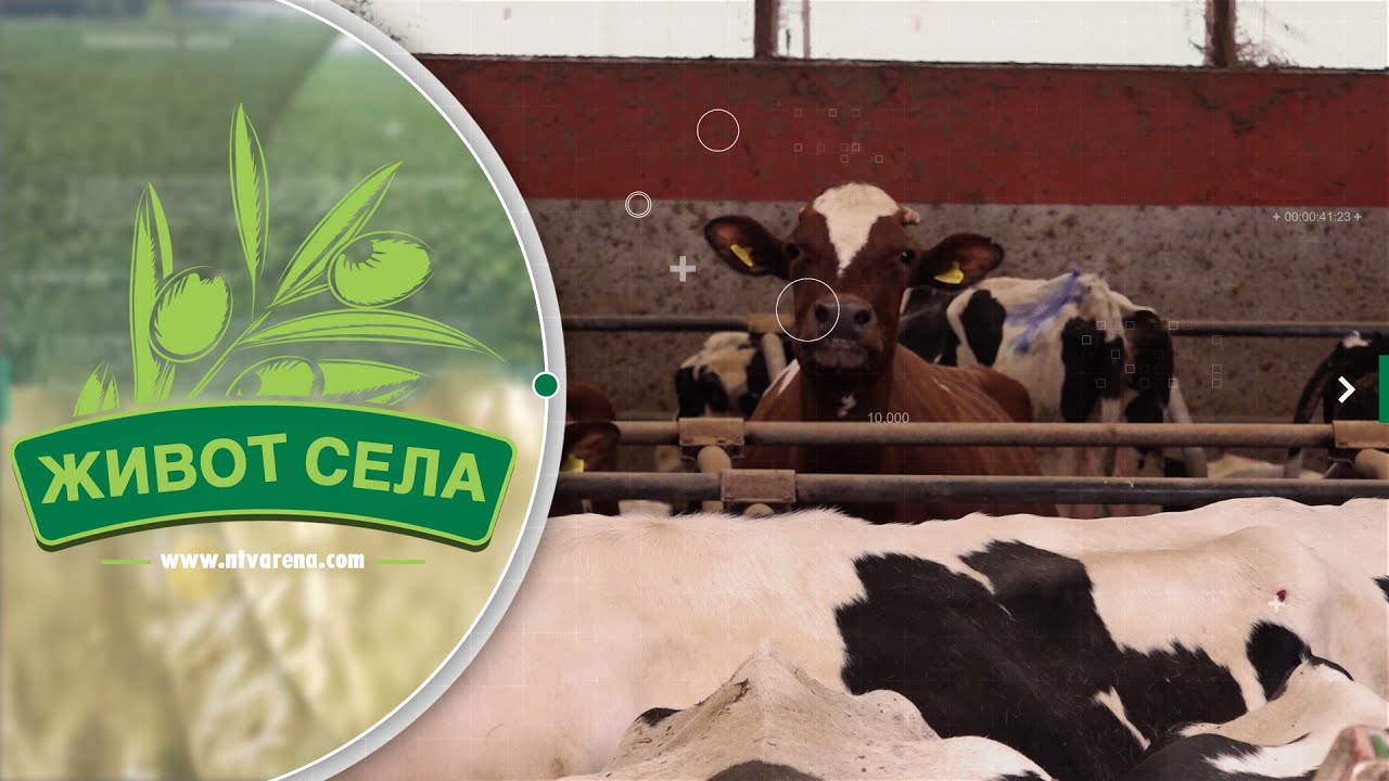 Najprofitabilnija proizvodnja na udaru; Farmeri smanjuju broj muznih krava