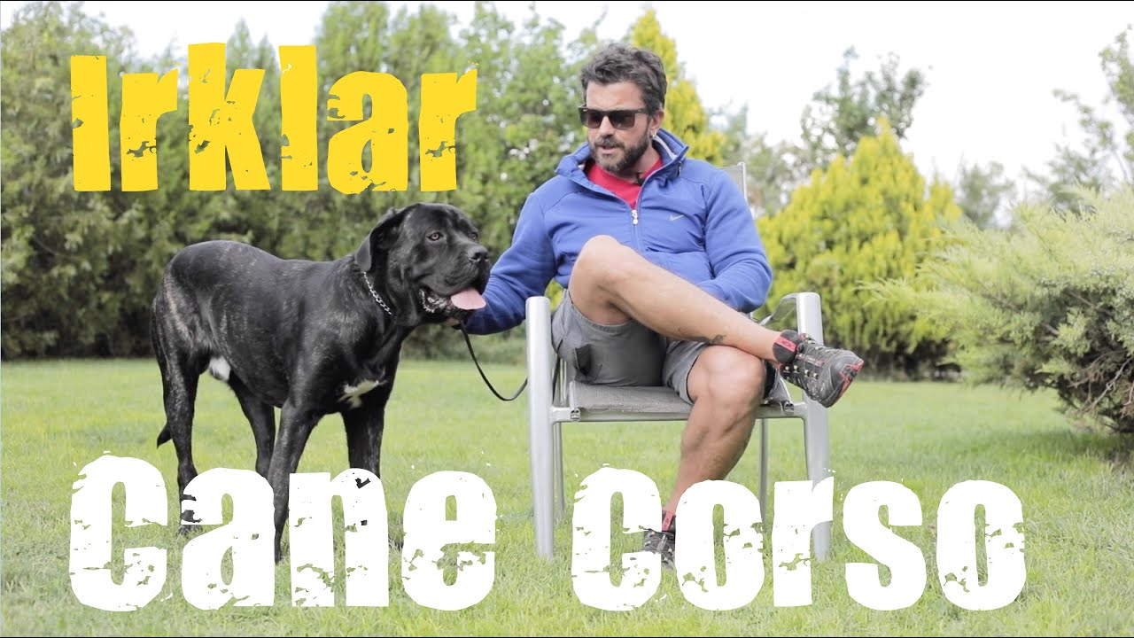 K&ouml;pek Irkları - Cane Corso Italiano
