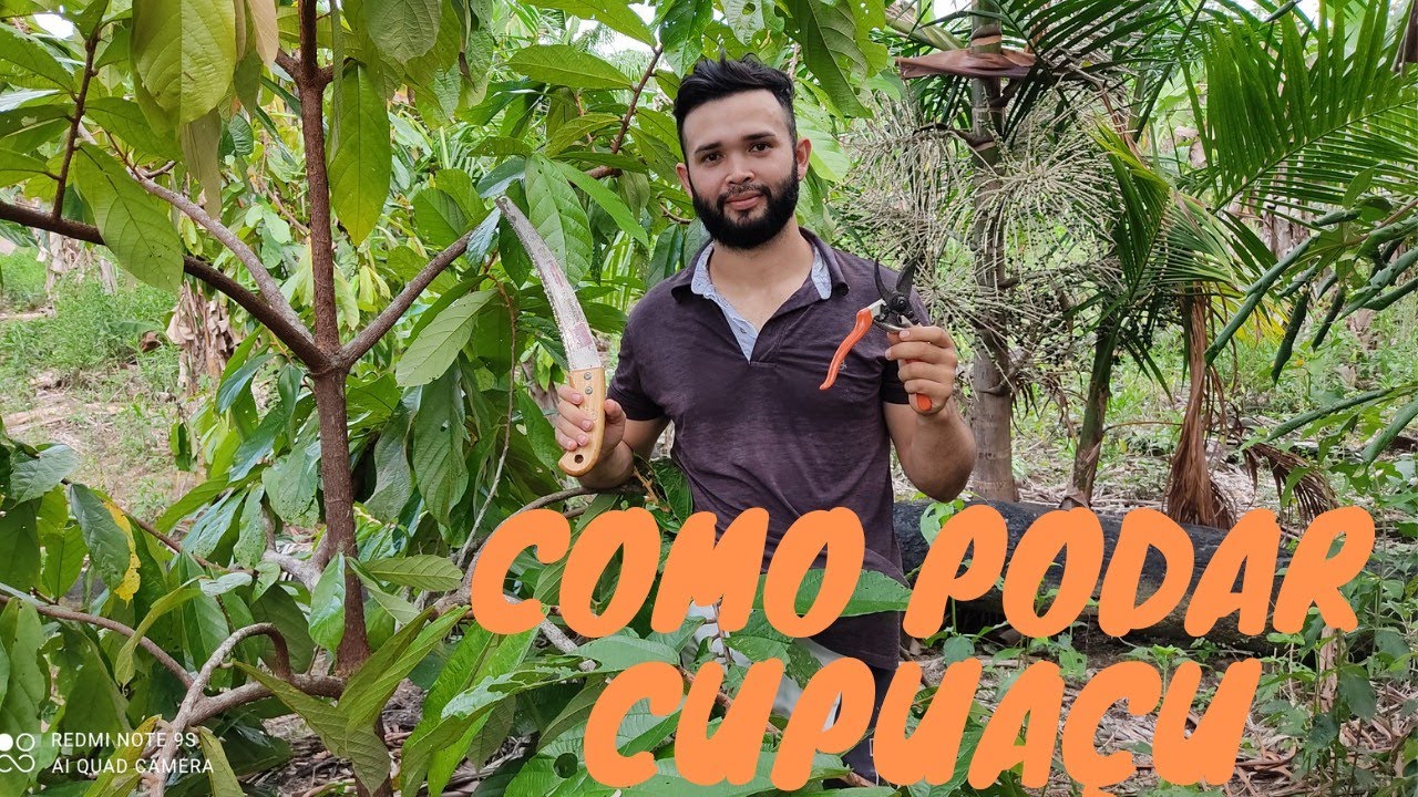 Como fazer a poda correta do cupuaçu para aumentar a produção.