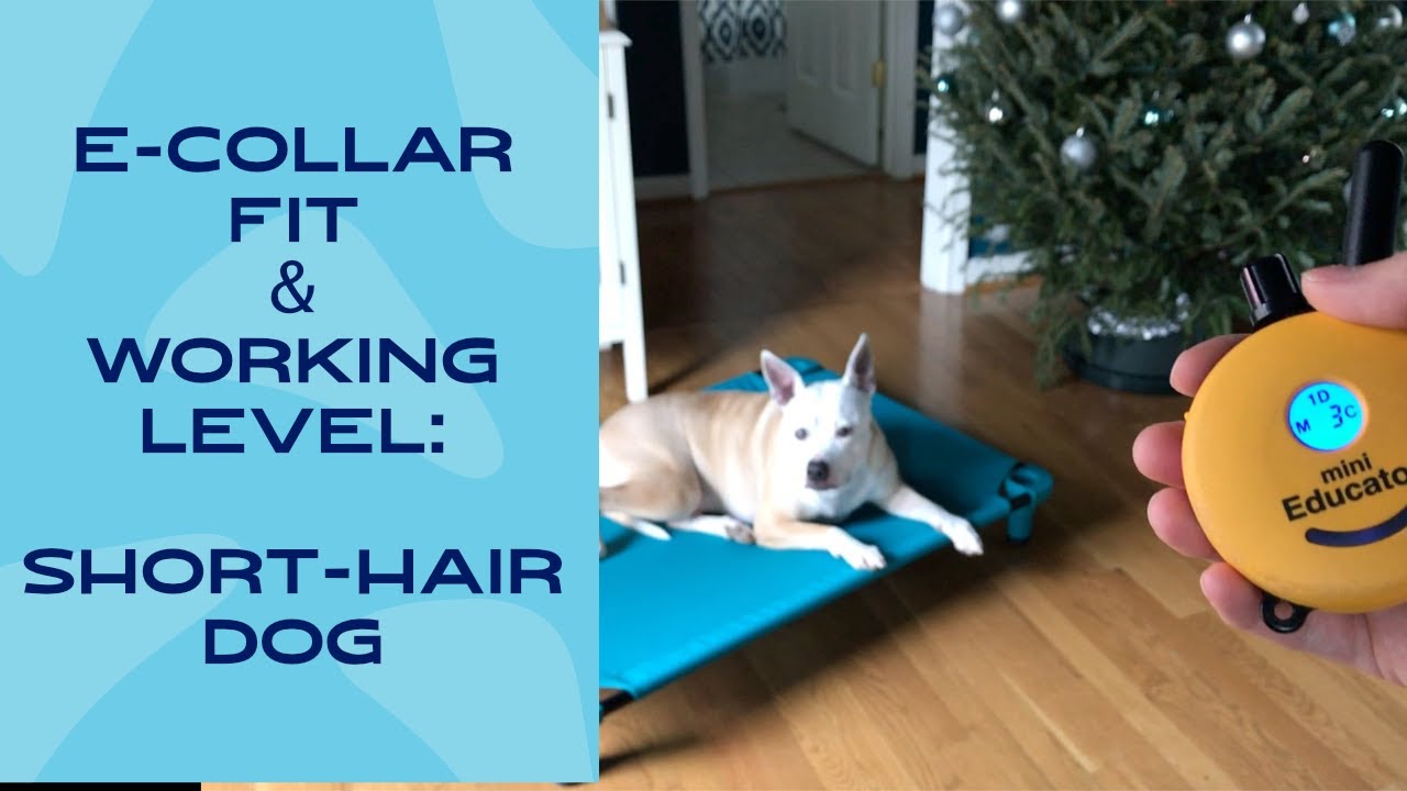 E-Collar 101: Finding the Working Level (Easy Dog)