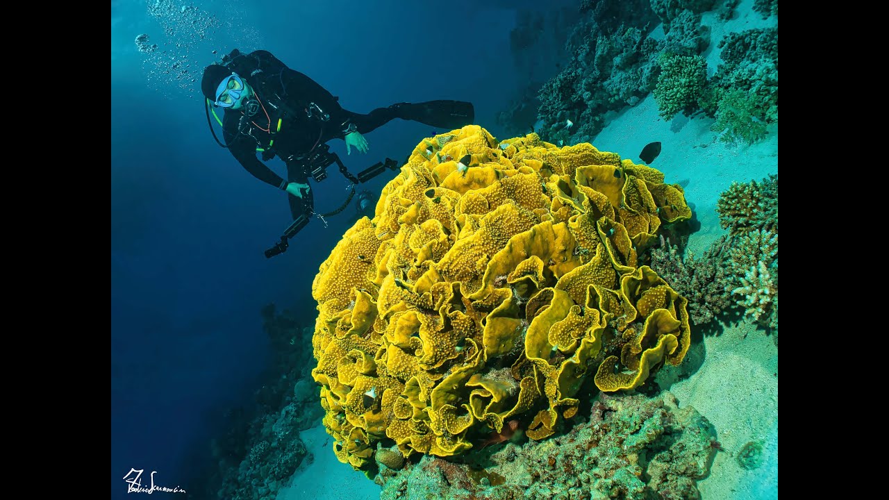 Red Sea Diving Safari 2025 - Sataya e Shaab Claudio