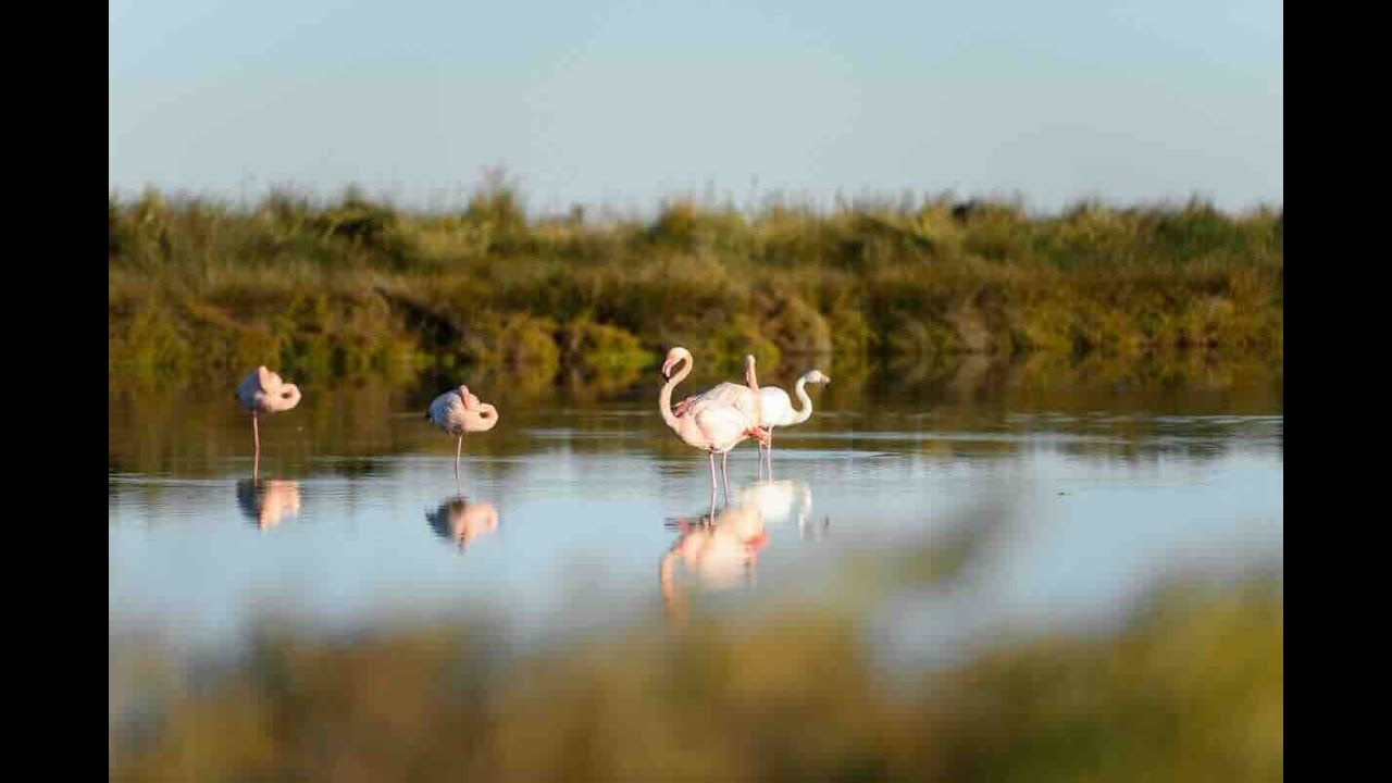 GARD - La Camargue Gardoise