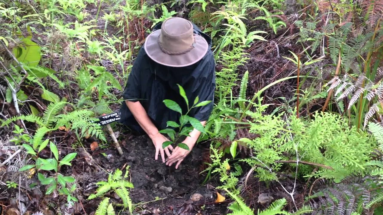 Pia planting a tree at the Pesalat Reforestation Project - Tanjung Puting, Borneo.