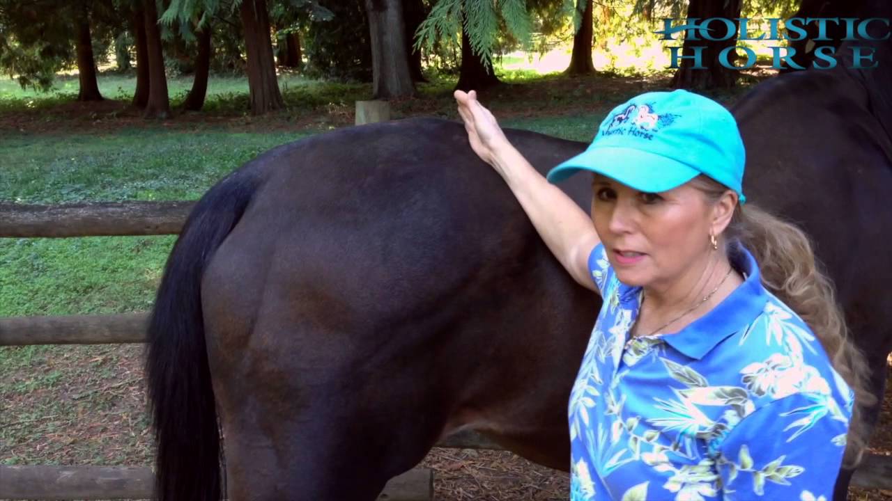 Muscle Atrophy in the Horse