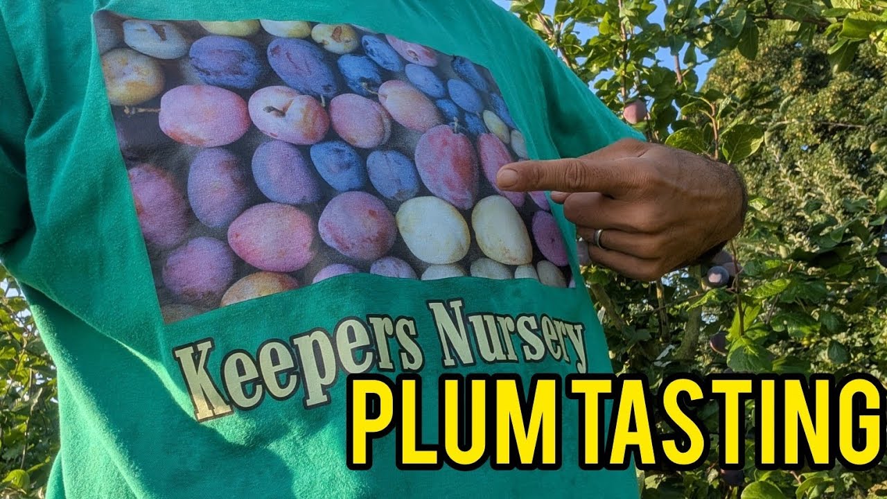 Keepers Nursery Plum tasting, best plums to grow in your UK garden