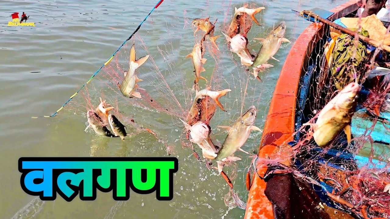Unique technique | Valgan | फक्त 5 मिंटात जाला भरली | Catfish Fishing| Shingali  | Indian Fishing