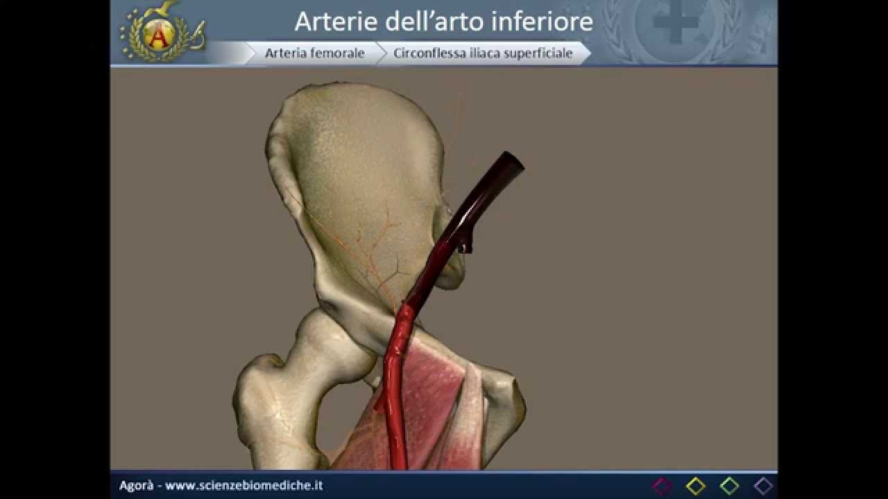 Apparato cardiocircolatorio 20: Arterie dell'arto inferiore