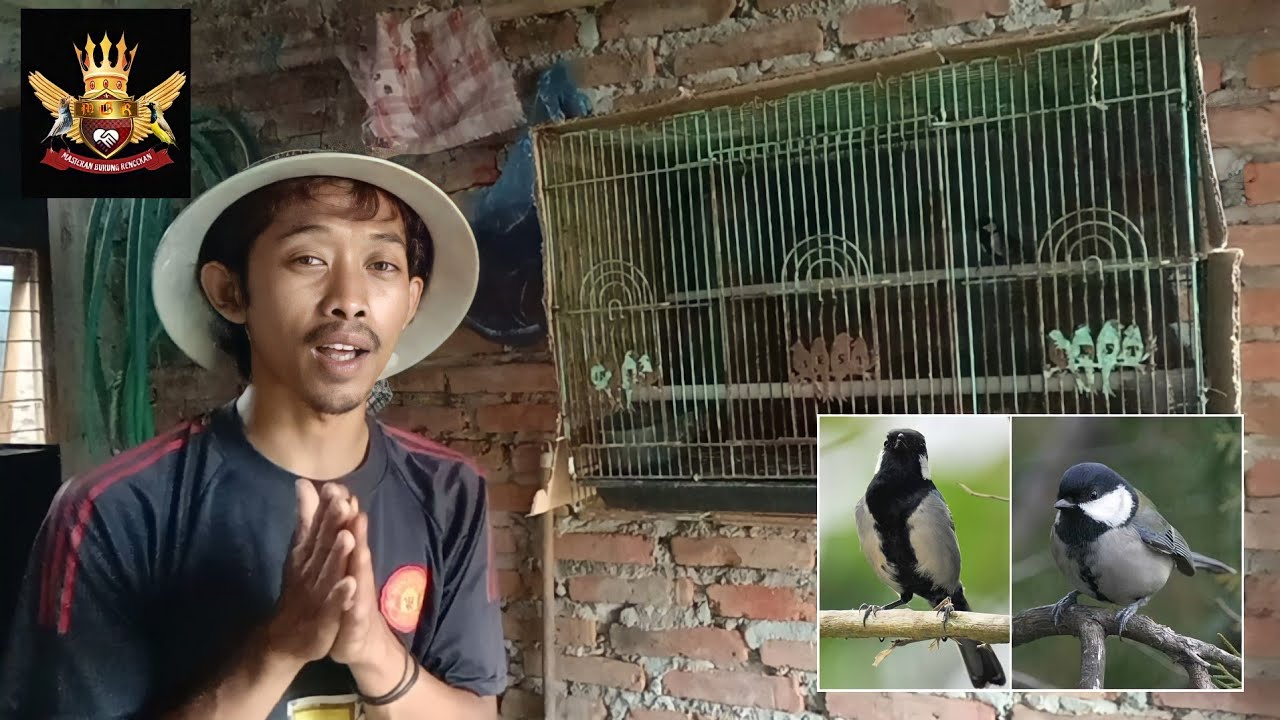 Ternak Gelatik Batu Dengan Cara Sederhana