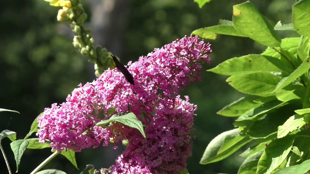 SUYDEROOGH  THE MAGIC GARDEN  TUINEN BLOEMEN VLINDERS  VIDEO YOUTUBE  BERT VAN DER WAL