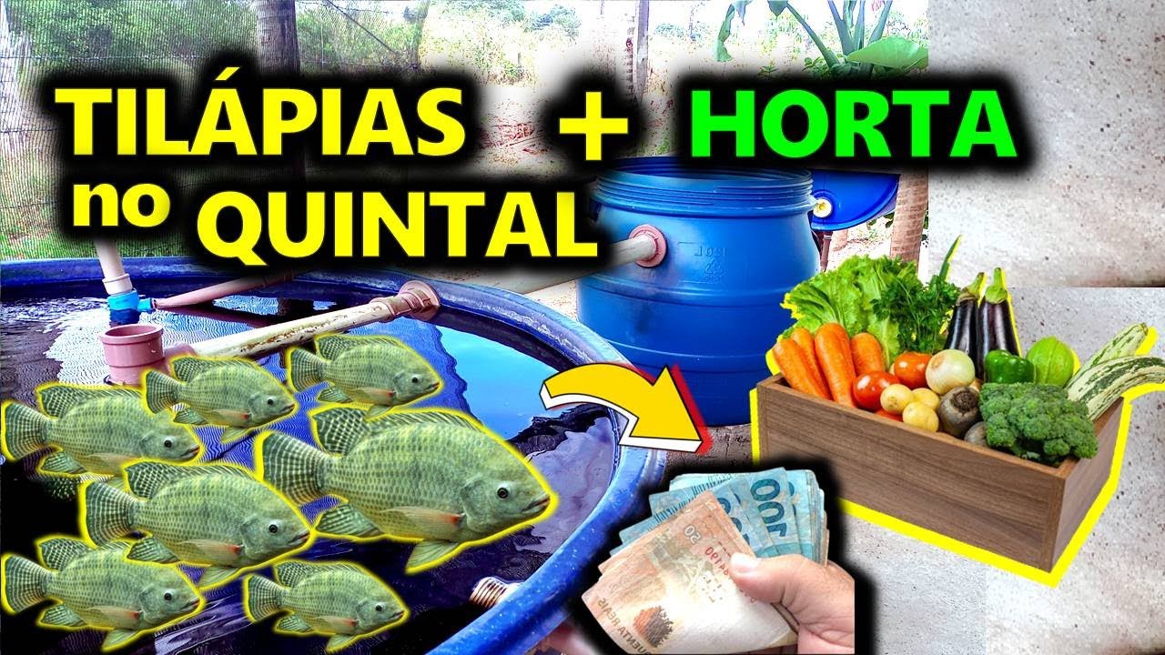 🐟 CRIAÇÃO de PEIXES em SISTEMA de R$ 1.409,05 e LUCRO com HORTALIÇAS