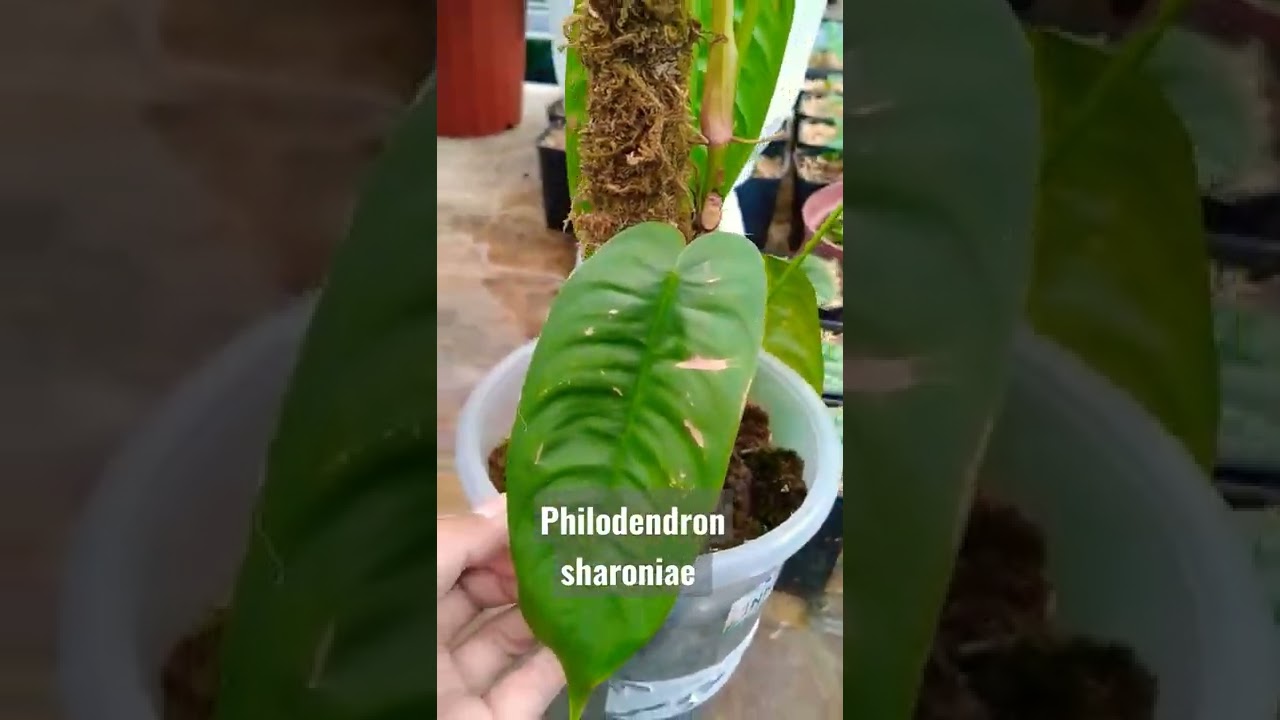 philodendron sharoniae 
