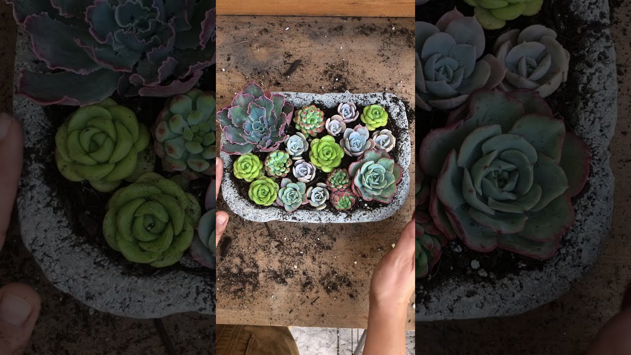 Planting Succulents in a Hypertufa Pot