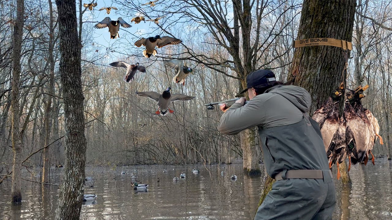 ARKANSAS FLOODED TIMBER DUCK HUNT!! MALLARDS POURING IN THE TREES! (QUICK LIMITS)