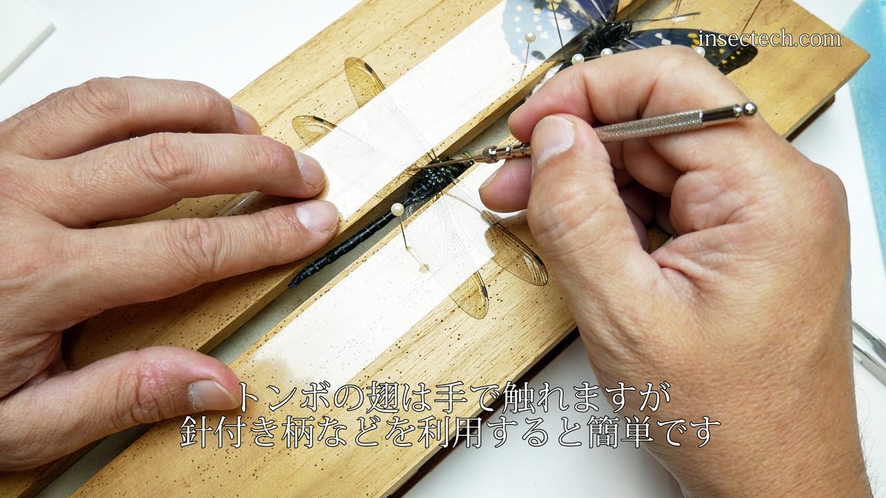 【蜻蛉（トンボ）目/昆虫標本】ルリボシヤンマの標本の作り方