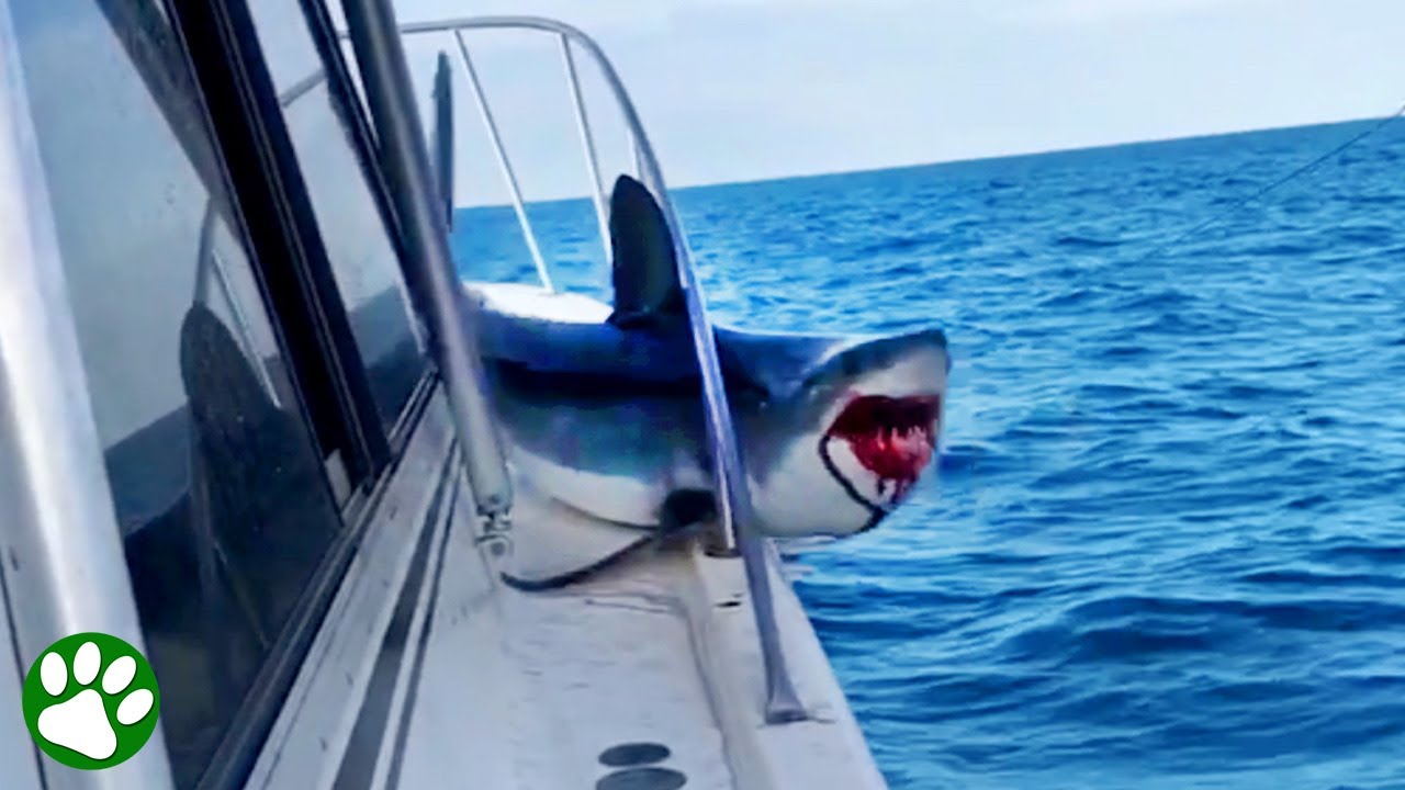 Riesiger Hai springt auf Fischerboot