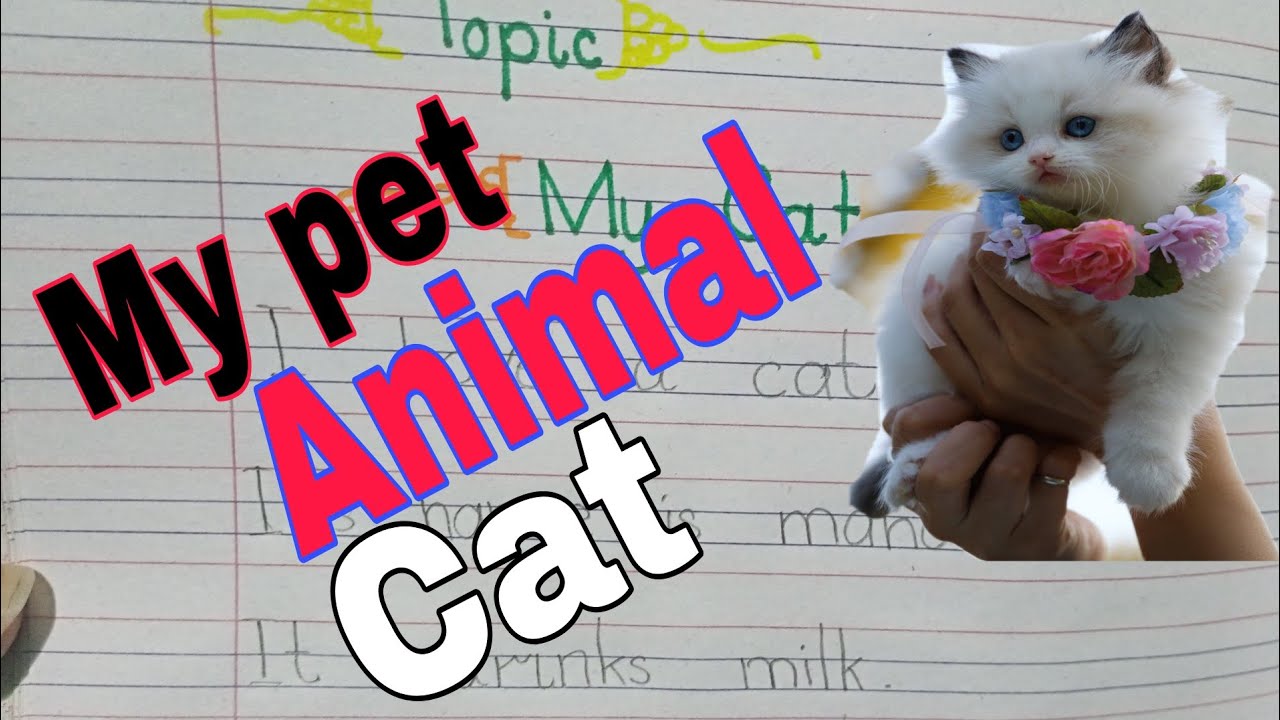My pet animal Cat | short paragraph on cat |Domestic Animal Cat ||Teach_with_aisha