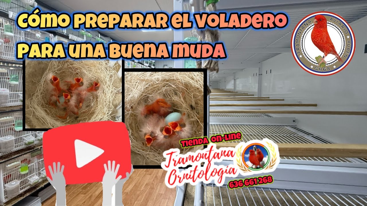 Cómo preparar el Voladero para La Muda !!