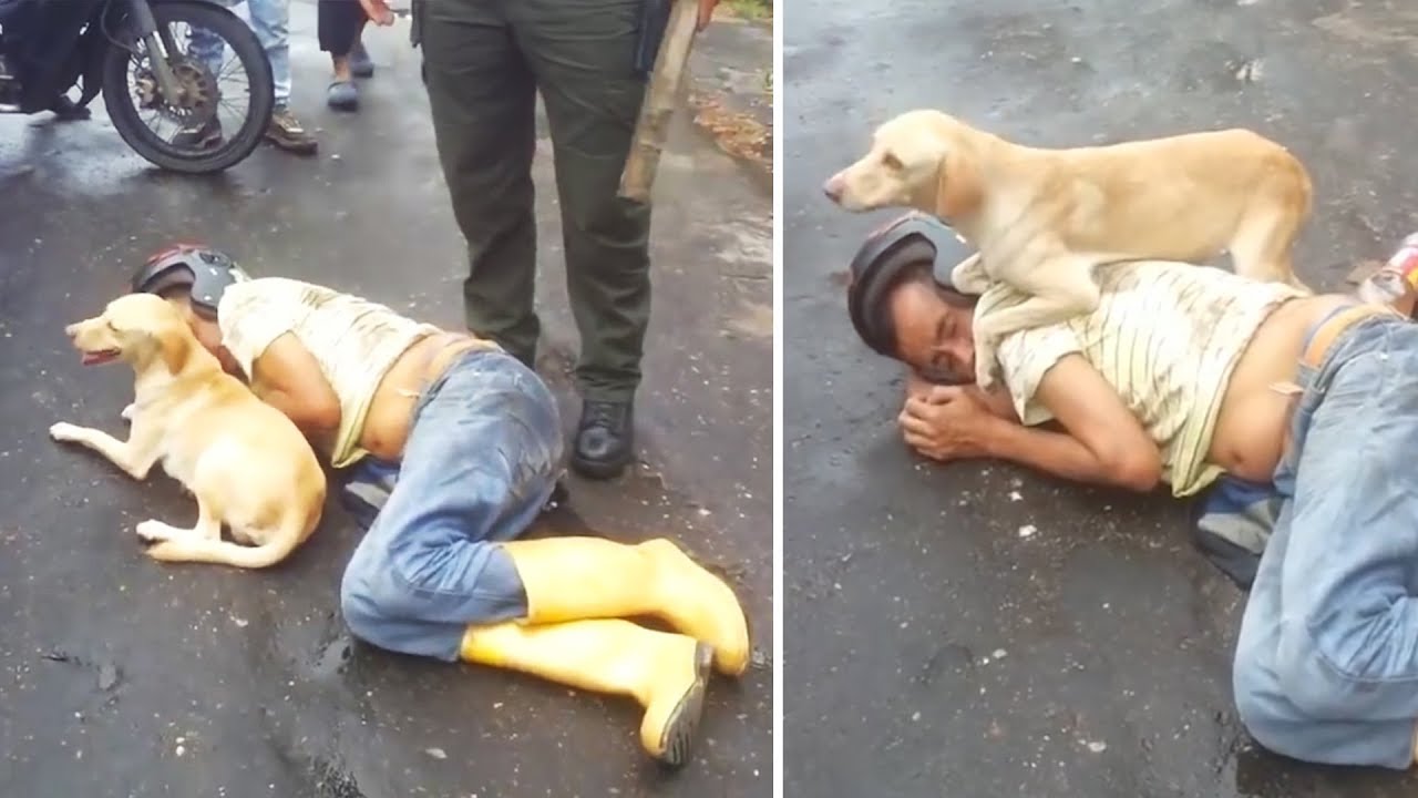 Er lag bewusstlos auf der Strasse! Wie sein Hund darauf reagierte macht uns sprachlos!